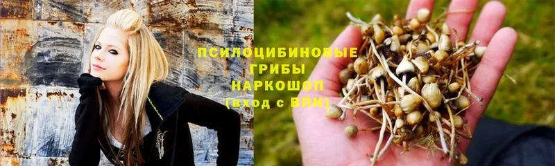 Псилоцибиновые грибы Psilocybe  где купить   это официальный сайт  Волхов 